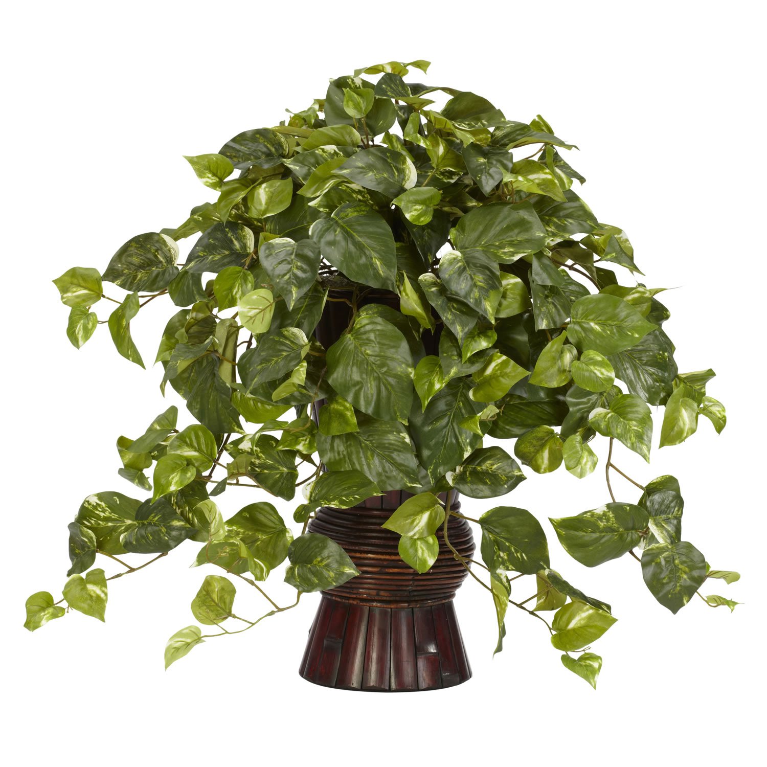 Pothos Silk Plant