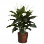 Spathyfillum Silk Plant