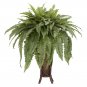 Boston Fern Silk Plant