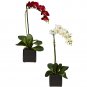 Phaleanopsis Orchid Silk Arrangement