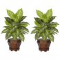 Dieffenbachia Silk Plant