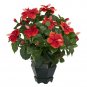 Hibiscus Silk Plant