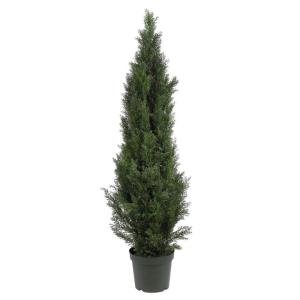5' Mini Cedar Pine Silk Tree