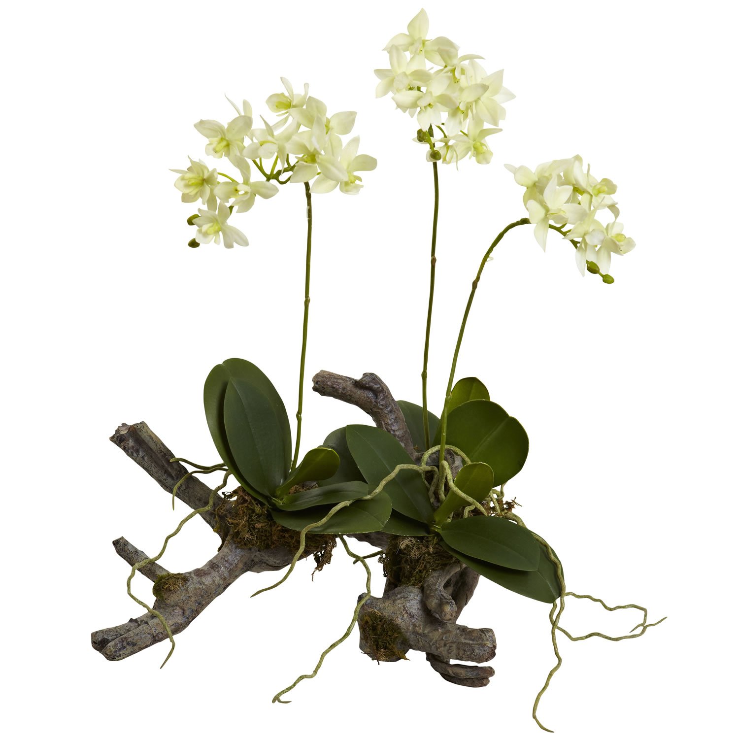 Mini Phalaenopsis On Elegant Root Base