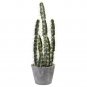 Decorative Cactus Garden w/Cement Planter