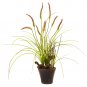 Swampy Cattail Garden w/Planter