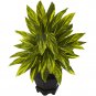 Ginger Plant w/Black Hexagon Planter