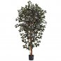 6' Capensia Ficus Tree
