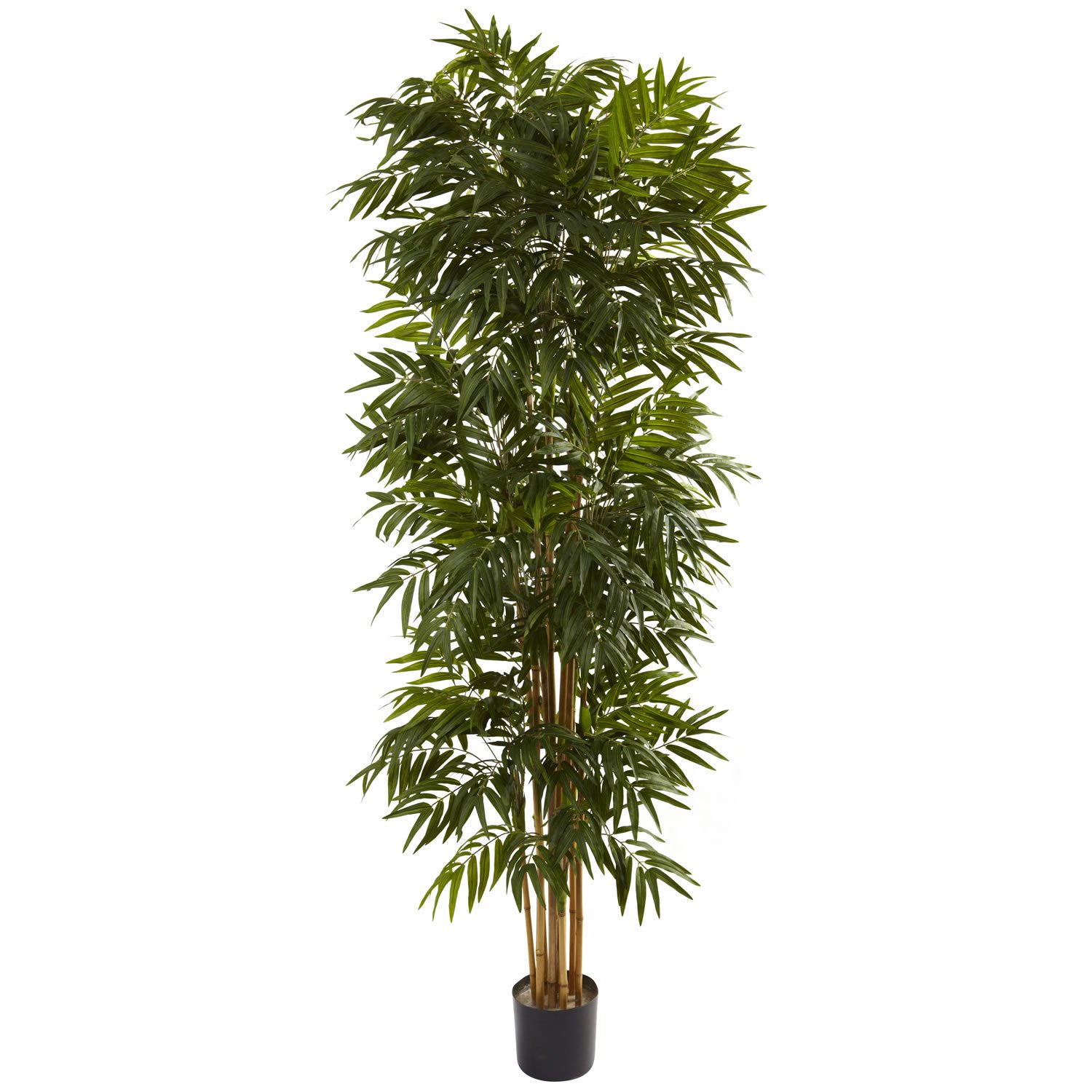 7.5&acirc;�� Phoenix Palm Tree