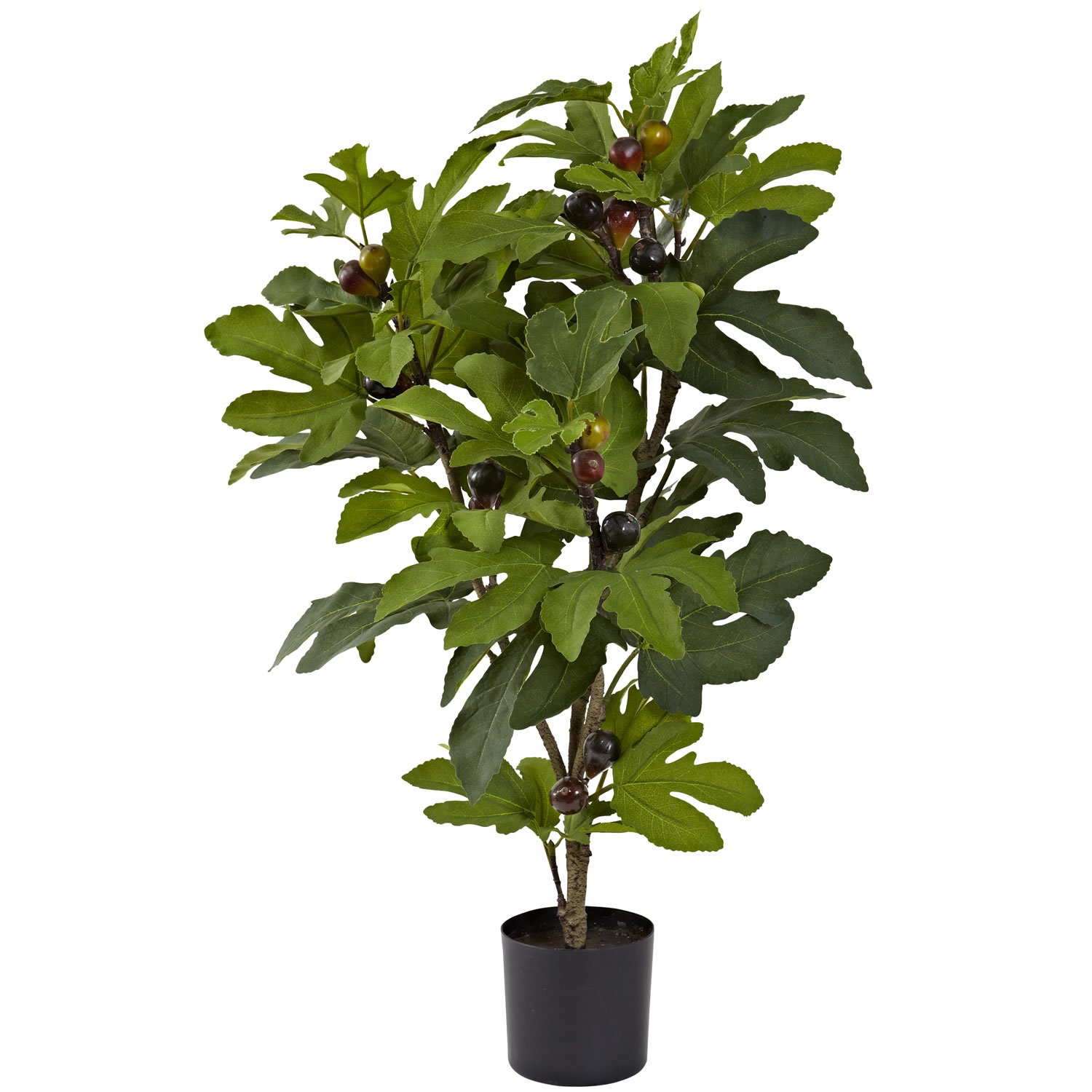 32&acirc;�� Fig silk Tree