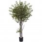 6’ Olive Tree