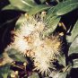 Flowering Brush Cherry ("Pom-Pom") Style Bonsai Tree