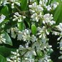 Flowering Ligustrum Bonsai Tree.