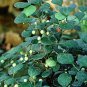 Mistletoe Fig- Cascade Style
