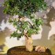 Bonsai Trees