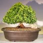 Japanese Kingsville Boxwood Bonsai Tree