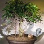 Ficus Retusa Bonsai Tree
