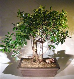Ficus Retusa Bonsai Tree