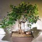 Ficus Retusa Bonsai Tree