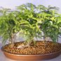 Norfolk Island Pine Bonsai Tree