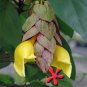 Flowering Parrot's Beak