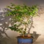 Flowering Brazilian Raintree Bonsai Tree