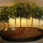 Flowering Brush Cherry Bonsai Tree