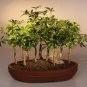 Hawaiian Umbrella Bonsai Tree