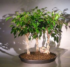 Ficus Braided Twist Three Tree