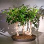 Ficus Braided Twist Three Tree
