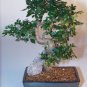 Chinese Elm Bonsai Tree