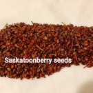 30 seeds - Saskatoon ServiceBerry Seed - Saskatoon Berry - SaskatoonBerry