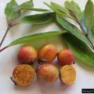 10 seeds brazilian guava - psidium guineense very tasty fruits