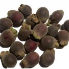 10 Rhodomyrtus Tomentosa Seeds - Ceylon Hill Gooseberry - Delicious Fruit