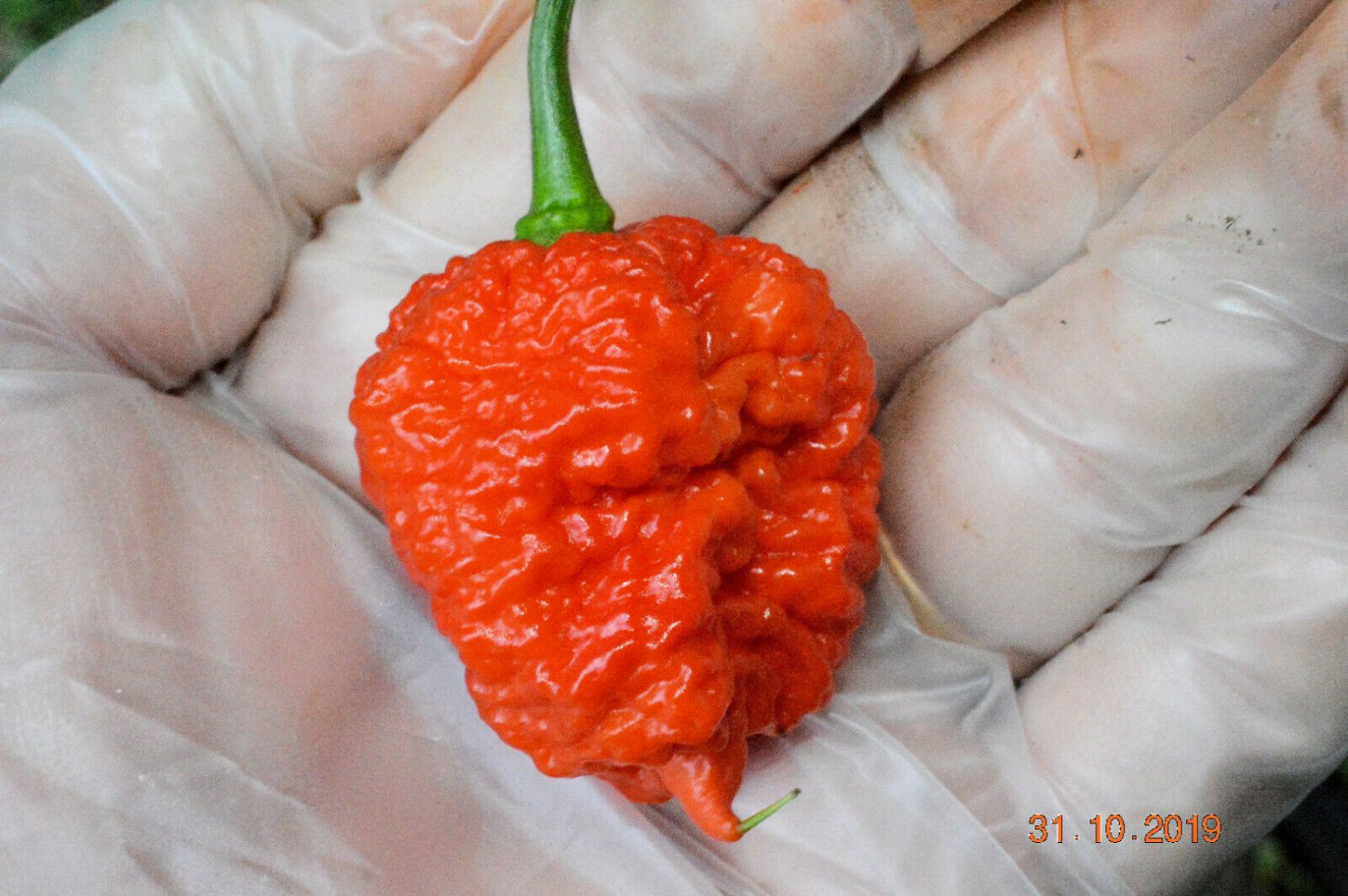 10 Skunk Red Fresh Chilli seeds - to sprout