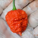 10 Skunk Red Fresh Chilli seeds - to sprout