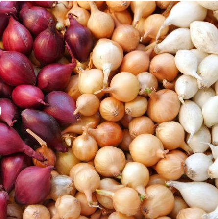 3 Colors Mix Onion Sets (Bulbs) | Yellow, Red, White Sweet Onions Set Vegetable Seed