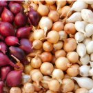3 Colors Mix Onion Sets (Bulbs) | Yellow, Red, White Sweet Onions Set Vegetable Seed