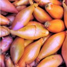 50 Count Pink Shallot Sets (Bulbs) SemiLong Red Echalote Ulle Mooseer Green Onion Scallion Vegetable
