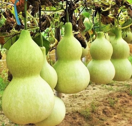 Vegetable 30 Count Birdhouse Gourd Seeds Bird House Bottle Garden Calabash Pumpkin