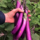 600 Count Purple Shine Long Asian Aubergine Ping Tung Japanese Vegetable Seed