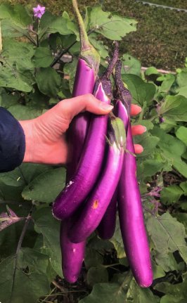 600 Count Purple Shine Long Asian Aubergine Ping Tung Japanese Vegetable Seed