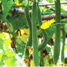10 Count Smooth Luffa Seeds Loofah Loofa Calabash Squash Bitter Melon Asian Vegetable