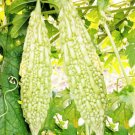 15 Count White Pearl Bitter Melon Seeds Rare Hybrid Chinese Karela Balsam Pear
