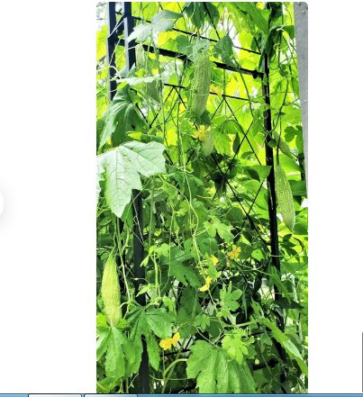 45 Count White Pearl Bitter Melon Seeds Rare Hybrid Chinese Karela Balsam Pear
