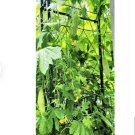 45 Count White Pearl Bitter Melon Seeds Rare Hybrid Chinese Karela Balsam Pear