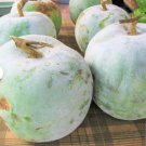 Fruit Seeds 30 count Giant White Skin Winter Melon Seeds