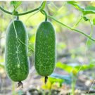Vegetable Seeds 20 count Fuzzy Star Fuzzy Melon Seeds