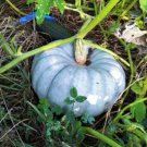 20 Count Vegetable Seeds Jarrahdale Blue Pumpkin Seeds Cinderella Fairytale Winter