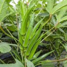 50 Count Vegetable Seeds Clemson Spineless Okra Seeds Ochro Okro Bamia Garden